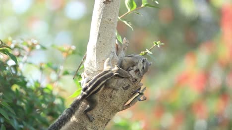 Tired-squirrel-lying-down-on-the-branch