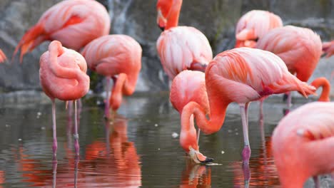 Rötlich-rosa-Amerikanische-Flamingos,-Die-Ihren-Schnabel-Beim-Trinken-Im-Seichten-Wasser-Bewegen,-Während-Andere-In-Der-Natur-Ruhen