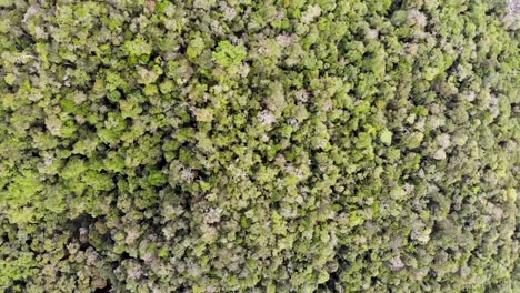 Luftaufnahme-über-üppig-Grüne-Dschungeldächer-Von-Madagaskar