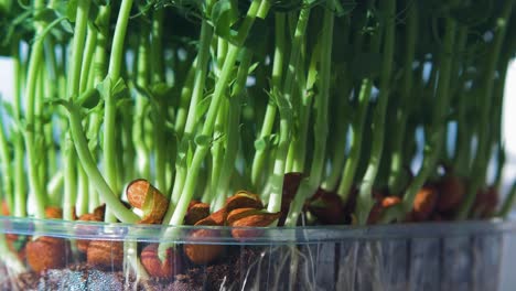 Fresh-green-raw-pea-sprouts-and-pea-beans-in-the-box,-healthy-food-concept,-micro-greens,-extreme-close-up-shot,-rack-focus