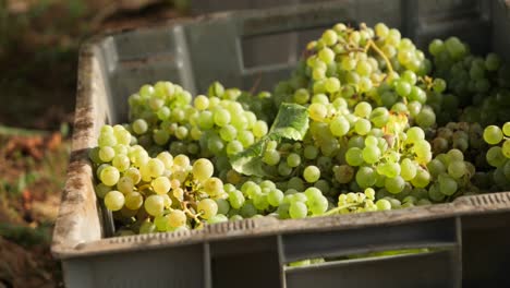 Fresh-collected-grapes-in-a-box-at-vineyard-on-sunny-day