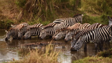 Grant's-Zebra-herd-drink-water-for-a-river,-Serengeti,-Tanzania,-medium-shot