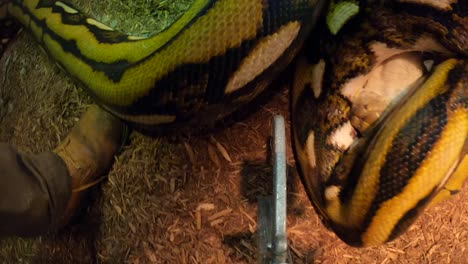 reticulated-python-feeding-pov-first-strike-on-baby-goat-insane-view