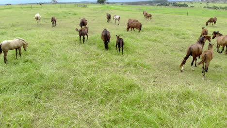 Horses-on-a-summer-pasture