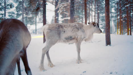 Reindeers-in-a-snowy-winter-forest,-in-Lapland---static-shot---Rangifer-tarandus