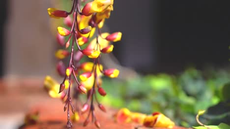 Thunbergia-Puppenblume.-Exotische-Blume