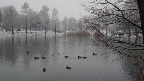 Wild-Ducks-And-Seagulls-On-The-Lake-At-Winter-In-The-City-Park