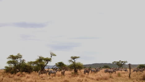 Herd-of-Grant's-Zebra-in-the-plains-of-the-Serengeti,-Tanzania,-wide-shot