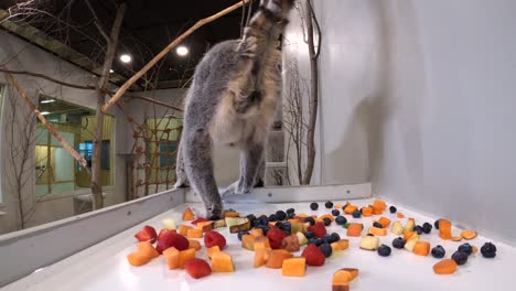 Lemuren-Jagen-Sich-Gegenseitig-Nach-Dem-Fressen-Versteckte-Kamera-Süß