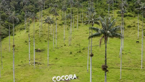 Cocora-Valley-Welcome-Sign-Among-Tall-Wax-Palm-Trees