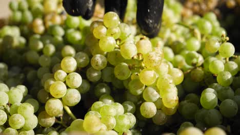 Hand-place-bunch-of-grapes-in-a-box-full-of-grapes-in-vineyard-harvest