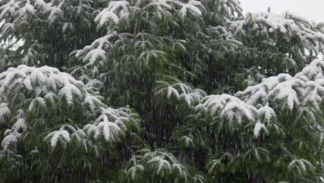 Heavy-Snow-Covering-Pine-Tree-Needles