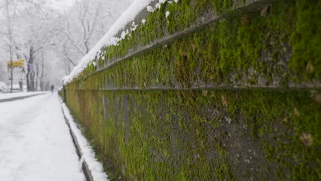 Small-Concrete-Wall-Covered-With-Green-Moss-At-Winter
