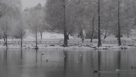 Wild-Ducks-And-Seagulls-On-The-Lake-At-Winter-In-The-City-Park