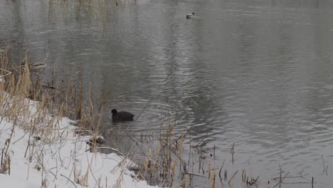 Eurasian-Coot-Looking-For-Food-In-The-Water