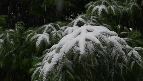 Snow-Covered-Pine-Tree-Needles