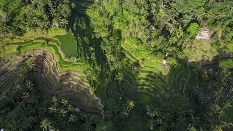 Flug-über-Die-Reisterrassen-Von-Tegallalang-Auf-Bali,-Um-Die-Ikonische-Landschaft-Einzufangen