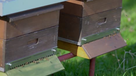 Wooden-apiary-and-swarm-of-working-bees-in-nature-during-sunny-day-on-grass-field,-close-up-shot