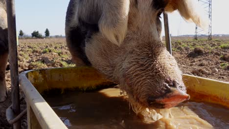 Closeup-of-young-sow-drinking-dirty-water-during-hot-summer-day-on-agricultural-farm