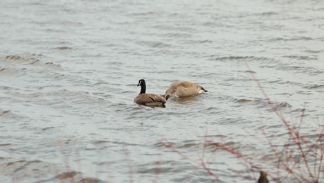 Two-Canadian-Geese-on-a-spring-day-dipping-their-heads-under-water-to-clean-themselves-as-they-swim-on-the-rivers-edge