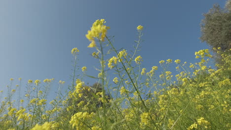 Birdsfoot-trefoil-yellow-flowers-field-in-spring-blossom
