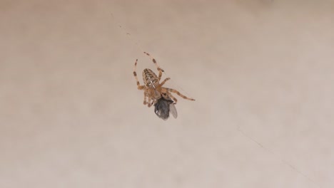 Home-spider,-common-Hobo-spider-hanging-on-web-and-eating-dead-fly