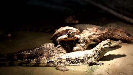 Turtle-sitting-on-the-backs-of-caiman-crocodiles