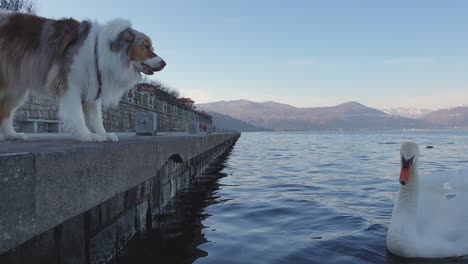 Aggressive-dog-barks-at-swan-hissing-on-the-lake