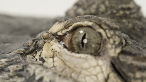 Eyeball-of-an-american-alligator-macro-close-up