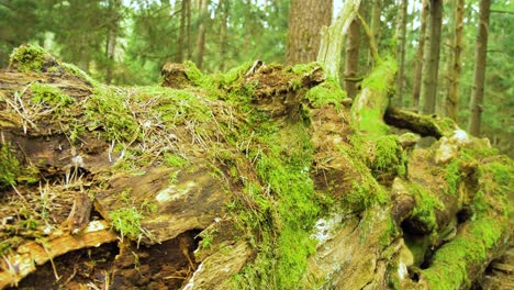 Establishing-shot-of-the-remains-of-an-big-old-oak-tree-lying-on-the-ground-in-the-forest-covered-with-moss,-sunny-spring-day,-remote-untouched-location,-medium-closeup-handheld-shot-moving-backwards