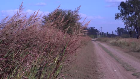 Weeds-moved-by-the-wind-run-along-a-dirt-road-in-a-rural-area