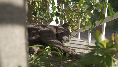 Cute-black-cat-sleeping-in-home-garden