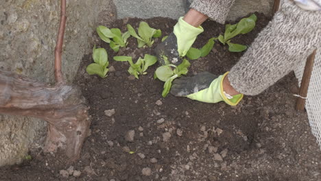 Farmer-hands-gloves-planting-salad-vegetable-in-organic-agriculture-cultivation-home-garden
