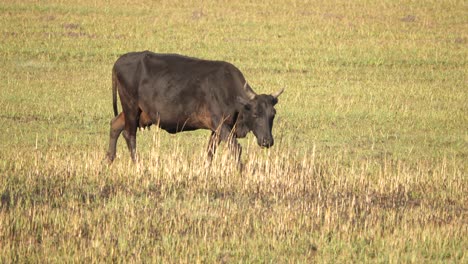 Slow-motion-shot-of-a-black-cow-grazing-on-a-grass-field