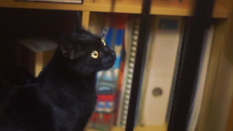 Neugierige-Schwarze-Katze-Mit-Goldenen-Augen