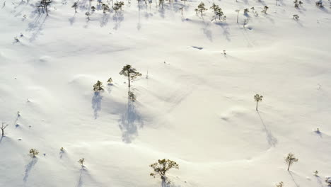 Sparse-trees-in-bright-snow-covered-swamp-in-winter,-zoom-out-drone