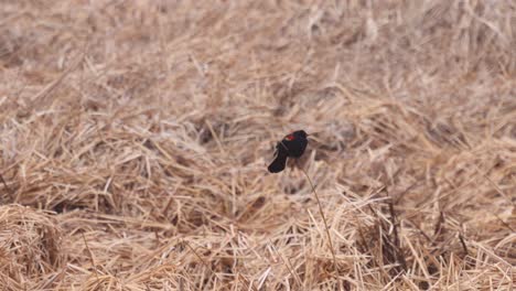 Ein-Rotgeflügelter-Schwarzer-Vogel-Balanciert-Auf-Einem-Einzelnen-Strang-Getrockneten-Grases-In-Der-Nähe-Eines-Winterteiches-Im-Nördlichen-Colorado