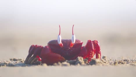 Red-ghost-crab-sun-bathing-idly-on-a-sandy-beach-in-Cox's-Bazar,-Bangladesh