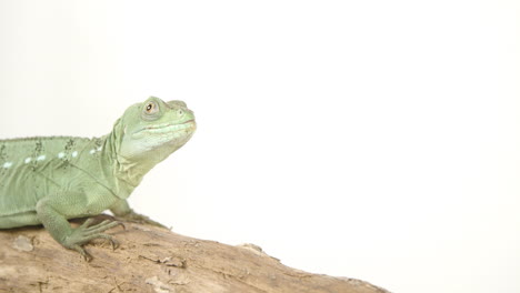 Basilisk-on-white-background-with-negative-space---amazing-lizard