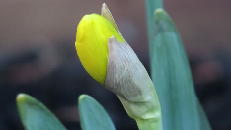 Close-up-of-spring-flower-beginning-to-bloom-yellow-tulip