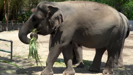 Elephant-family-with-baby-eating-grass-in-Yogyakarta-zoo-enclosure,-Indonesia