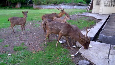 Hungry-deer-herd-is-fed-with-human-food-leftovers,-harmful-diet