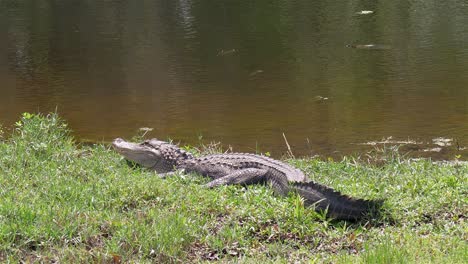 Der-Große-Florida-Alligator-Ruht-In-Der-Nähe-Des-Teichs,-Während-Die-Schildkröte-In-Der-Nähe-Schwimmt