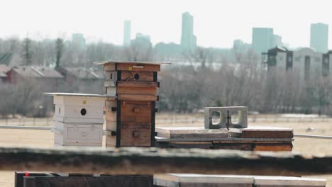 A-beekeeping-Langstroth-hive-farm-close-up-with-apartment-building-and-the-City-of-Ottawa-cityscape-in-the-background-filmed-from-Moore-Farm-in-Gatineau,-Quebec