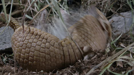 Armadillo-stuck-on-its-back-while-rolled-up