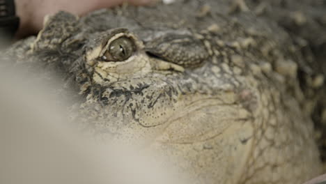 Tierarzt,-Der-Sich-Um-Amerikanischen-Alligator-Kümmert