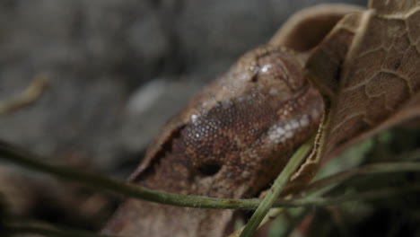 Crawling-tiny-crested-gecko---baby-lizard-eyeball-close-up