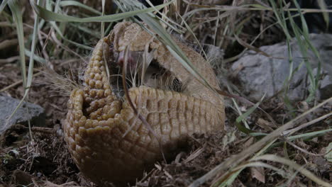 Armadillo-rolled-up-in-a-ball---defensive-mechanism-of-prey-animals