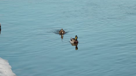Two-ducks-swimming-down-the-Ottawa-River-near-the-snowy-river-bank