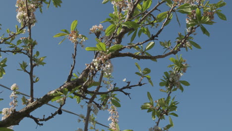 Flores-De-Endrino-O-Prunus-Spinosa-Pétalos-Blancos-En-Flor-En-Primavera